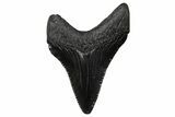 Serrated, Juvenile Megalodon Tooth - South Carolina #375914-1